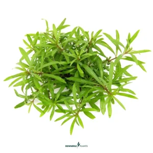 Vierblättriger Wasserstern, Pogostemon quadrifolius, im Topf (Abverkauf) Highlight